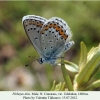 plebejus idas uchkulan male 1